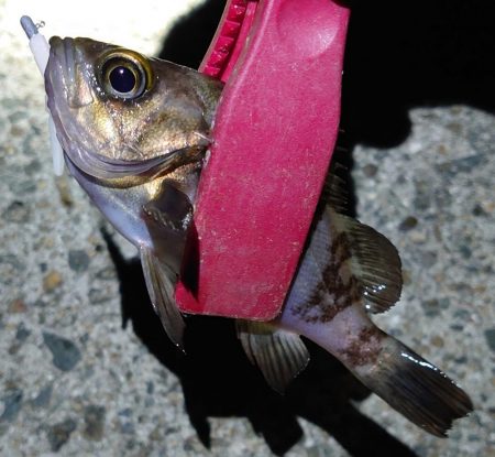 西二見でメバリング