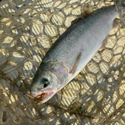 ラストトラウト