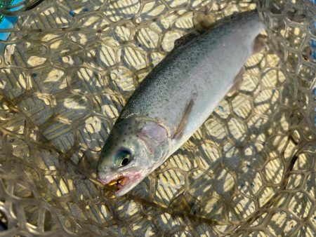 ラストトラウト