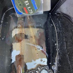 良型ヤリイカでお土産確保