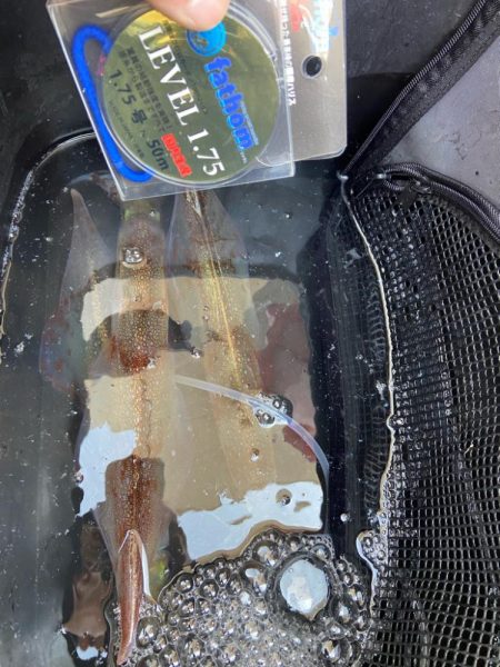 良型ヤリイカでお土産確保