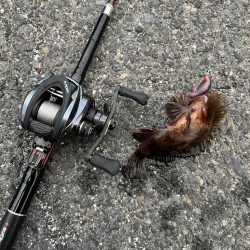 春のライトロック