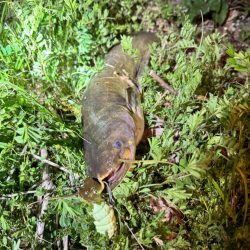 私も2025年、ナマズ開幕しました！！