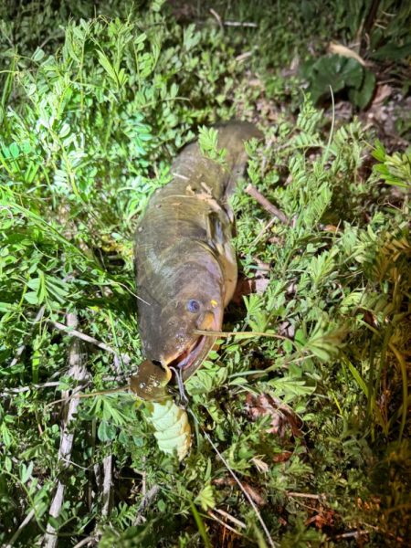 私も2025年、ナマズ開幕しました！！