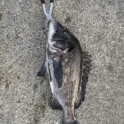 エビ撒き好調です！