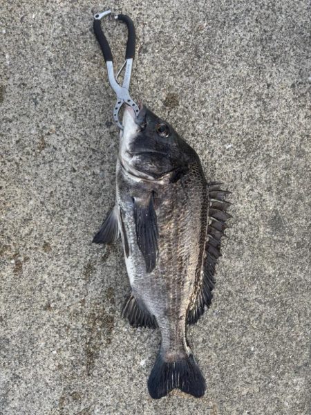 エビ撒き好調です！