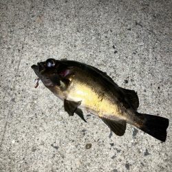 アジング&メバリング