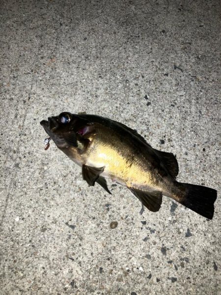 アジング&メバリング