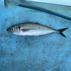 久しぶりのアジ釣り