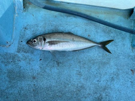 久しぶりのアジ釣り