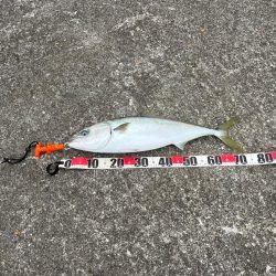 ハマチさんとはよく会う気がします