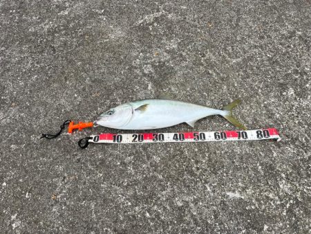 ハマチさんとはよく会う気がします