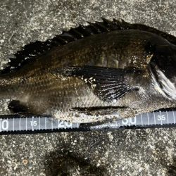 久しぶりの釣果