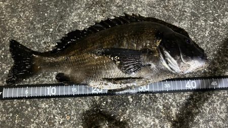 久しぶりの釣果