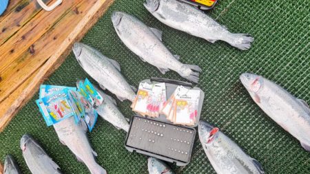 サーモン/脈釣り