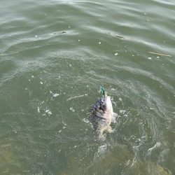 トレイシーチニング