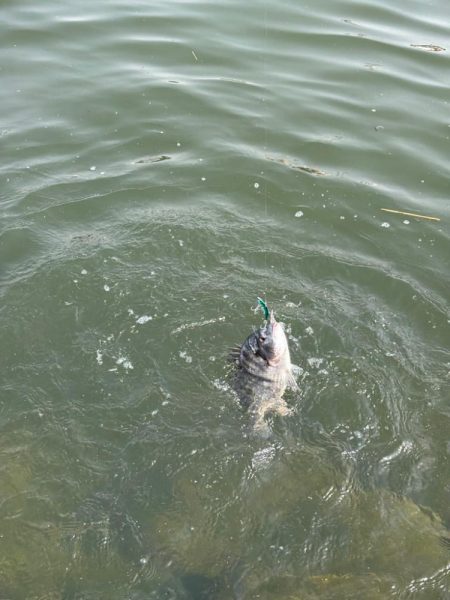 トレイシーチニング