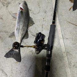 ボートシーバス