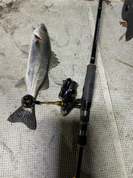 ボートシーバス