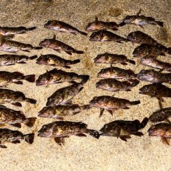 ガシラばっかり