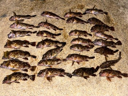 ガシラばっかり