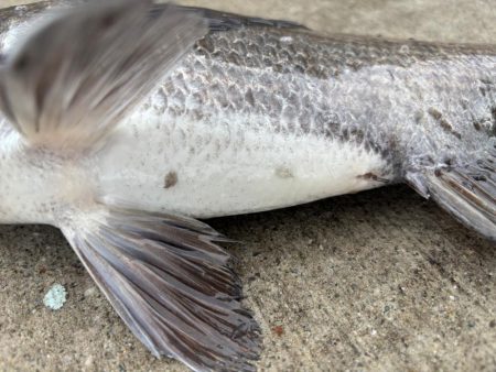 エビ撒きでチヌ好調です