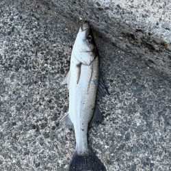 花見ガレイを狙いに