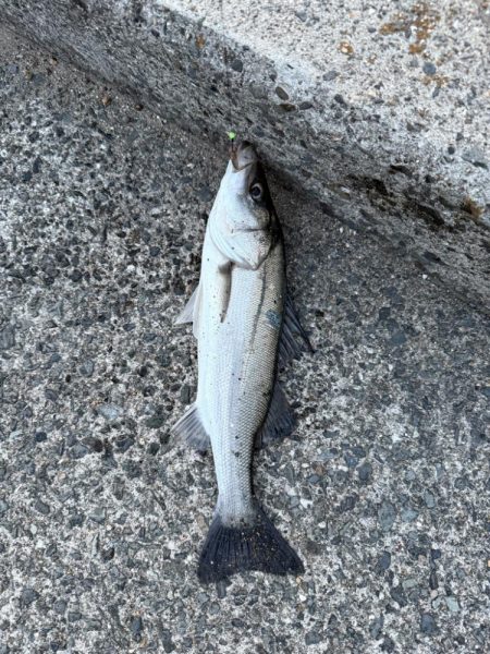 花見ガレイを狙いに