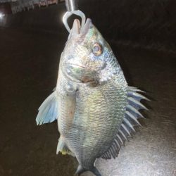 ドブ川チニング