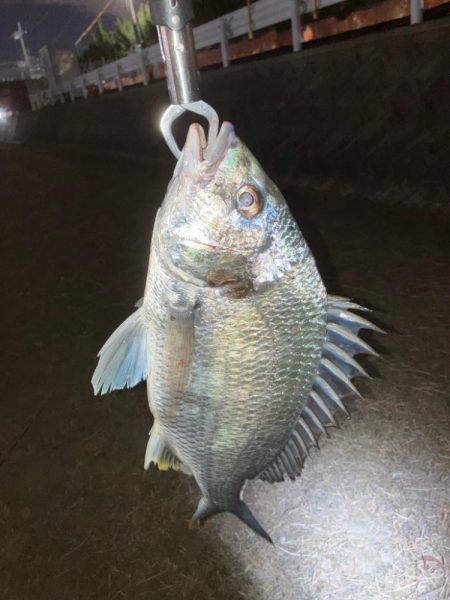 ドブ川チニング