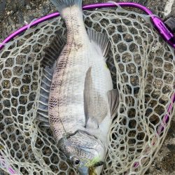 3月3日はクロダイ3匹！