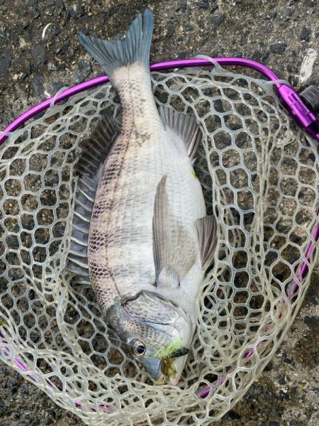 3月3日はクロダイ3匹！