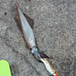 コウイカ狙いのはずが、まだヤリイカ釣れました
