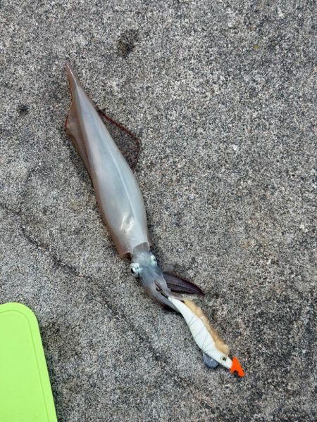 コウイカ狙いのはずが、まだヤリイカ釣れました