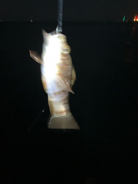 東二見メバル14