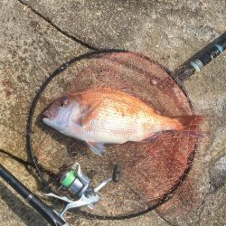 マダイの磯釣り