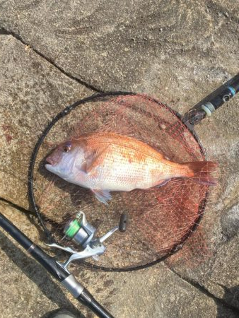 マダイの磯釣り