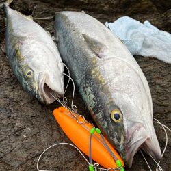 ショアから今年初青物！