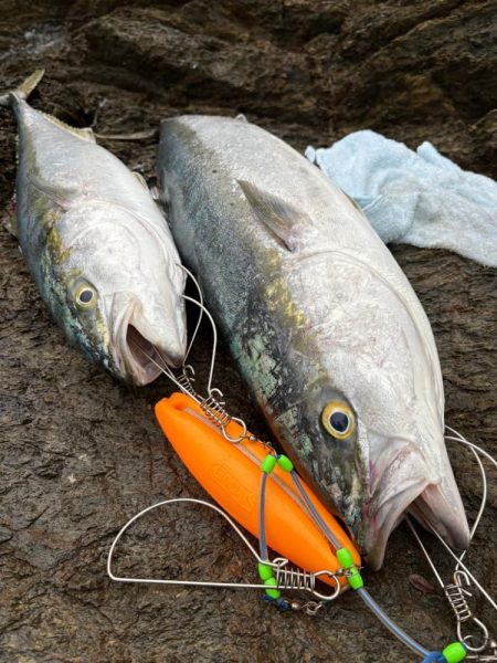 ショアから今年初青物！