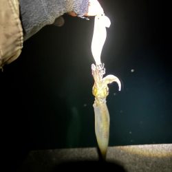 【三方エリア】ヤリイカ探し