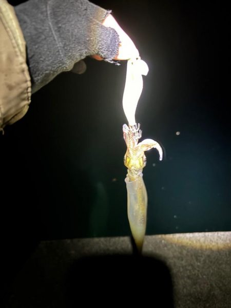 【三方エリア】ヤリイカ探し