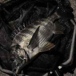 ヘチってきました