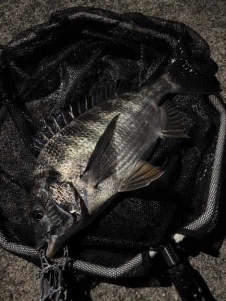 ヘチってきました