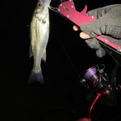 めちゃ久々の釣行