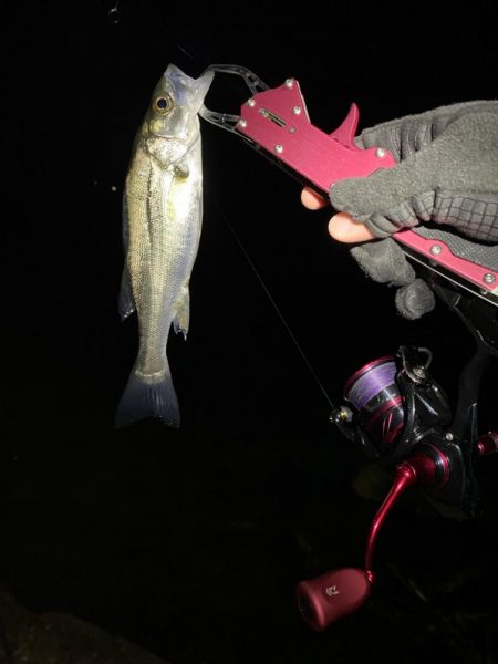 めちゃ久々の釣行