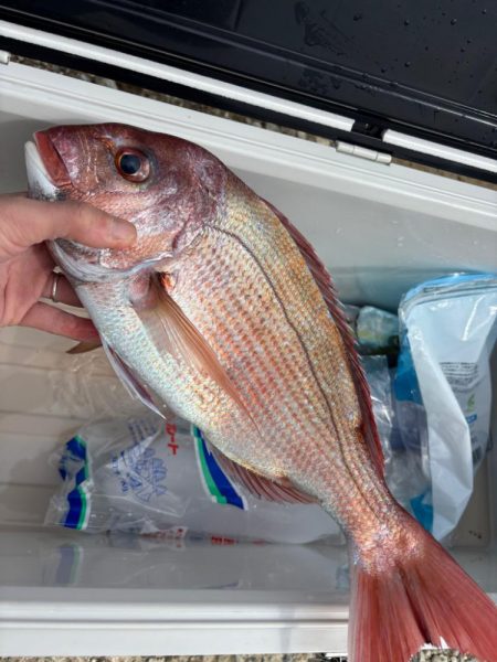 伊勢湾ジギング