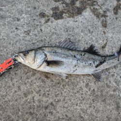 セイゴエビ撒き楽しめました