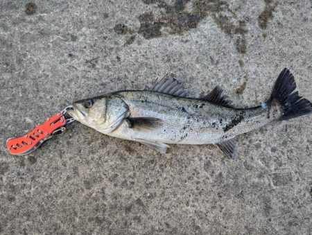 セイゴエビ撒き楽しめました