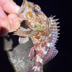 絶好の釣り日和じゃない？