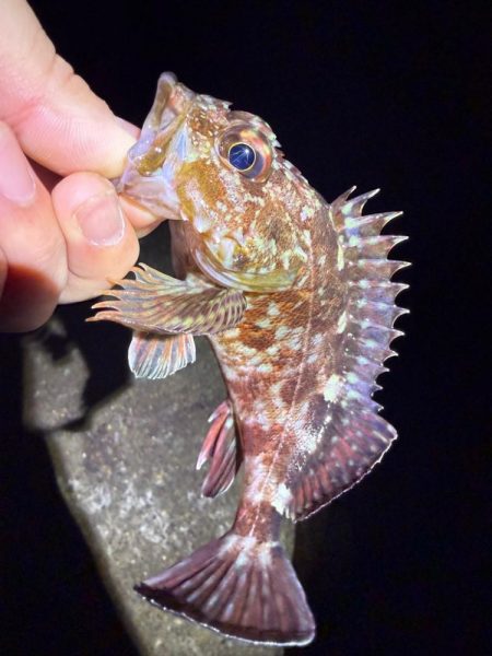 絶好の釣り日和じゃない？